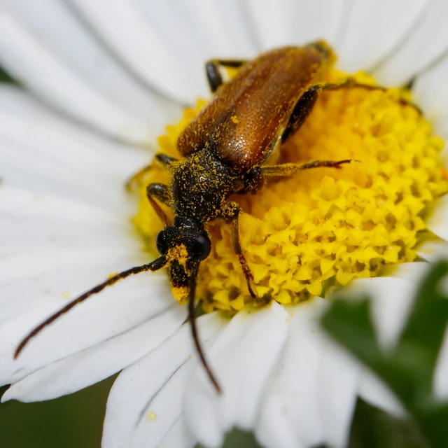 Pseudovadonia livida - barnás virágcincér
