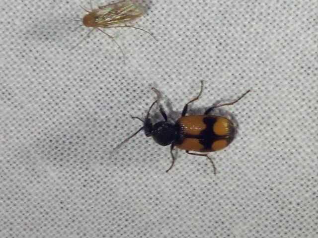Panagaeus