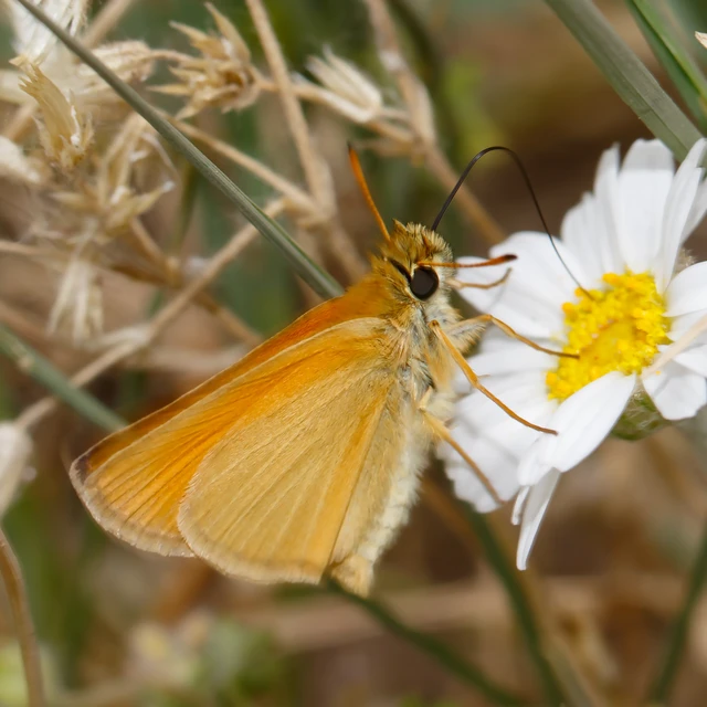 Thymelicus lineola - vonalas busalepke