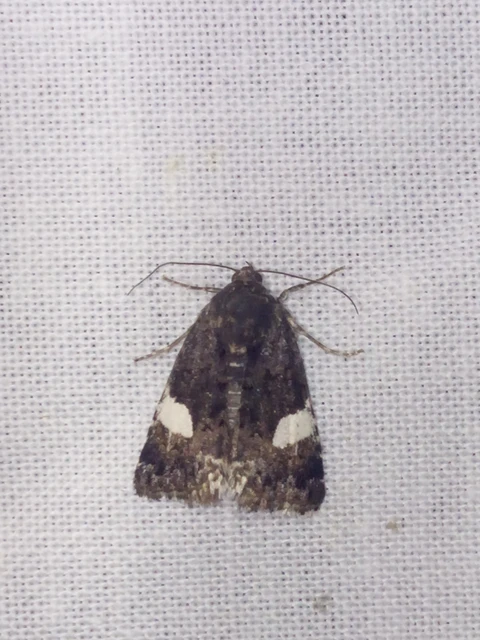 Tyta luctuosa - fekete nappalibagoly