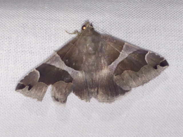 Dysgonia algira - déli porcelánbagoly