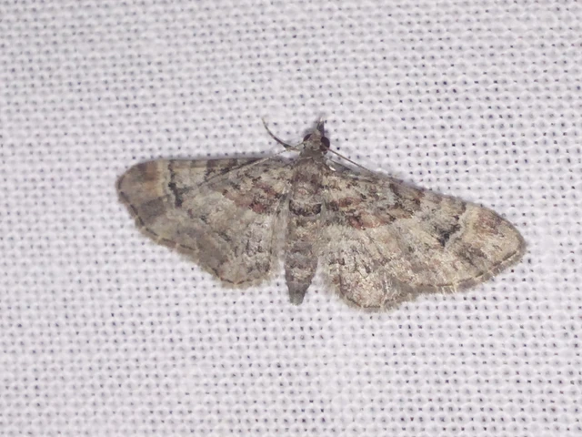 Gymnoscelis rufifasciata - vöröscsíkos törpearaszoló