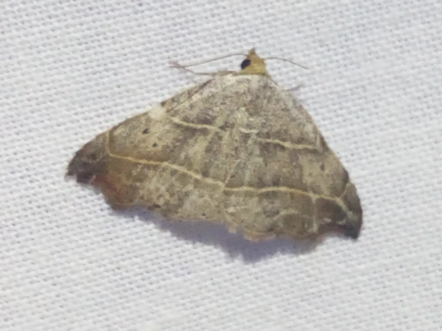 Laspeyria flexula - zuzmóbagoly