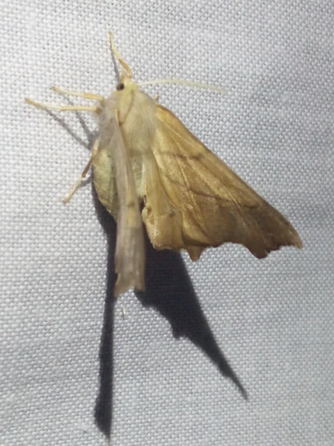 Ennomos fuscantaria - kőris-levélaraszoló
