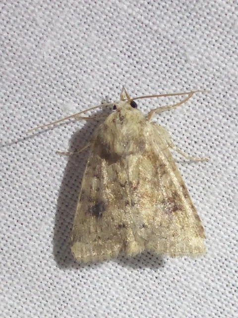 Atypha pulmonaris - tüdőfű-levélbagoly