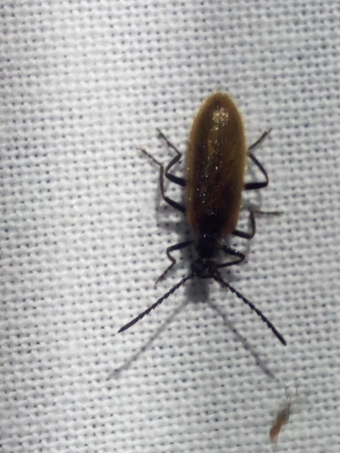 Lagria