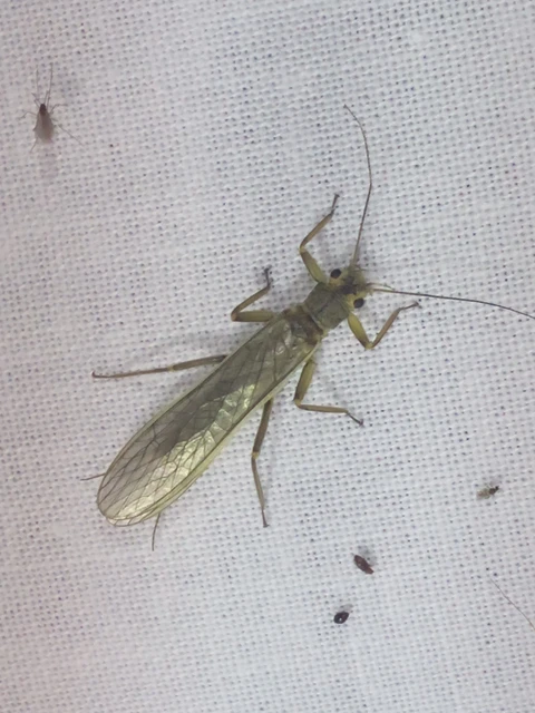 Plecoptera - Álkérészek