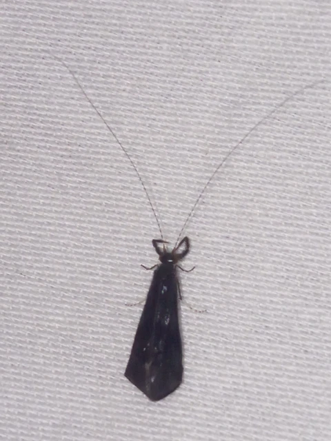 Trichoptera - Tegzesek
