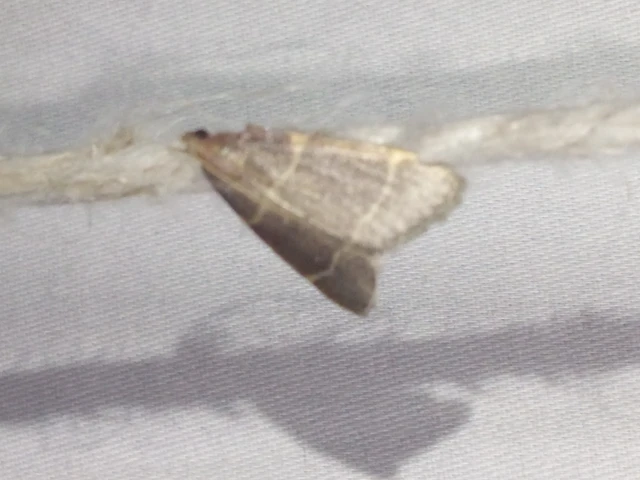 Hypsopygia glaucinalis - rezes fényilonca