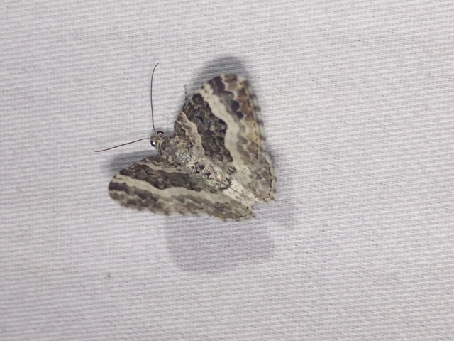 Epirrhoe alternata - galaj-tarkaaraszoló