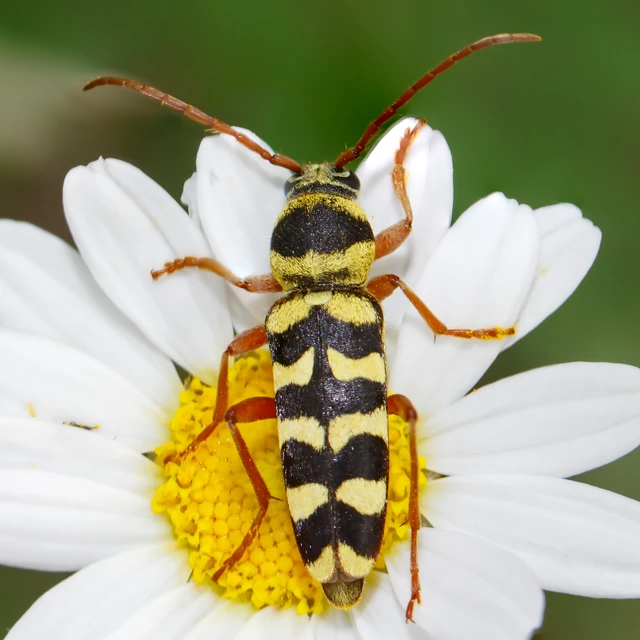 Echinocerus floralis - lucerna-darázscincér