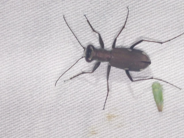 Cylindera germanica - parlagi homokfutrinka