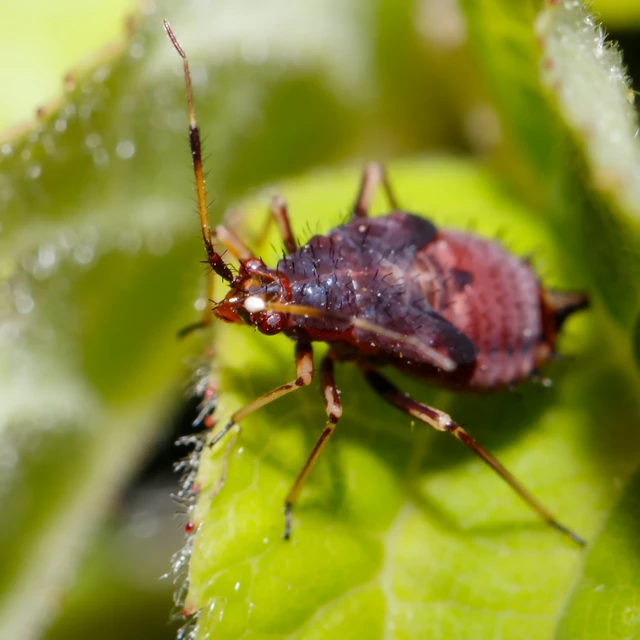 Deraeocoris ruber - vöröses mezeipoloska