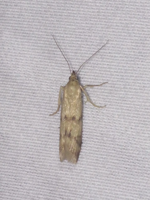Homoeosoma sinuella - agyagsárga karcsúmoly