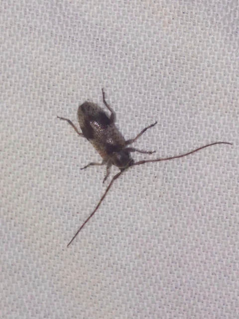Exocentrus punctipennis - szilfa-rőzsecincér