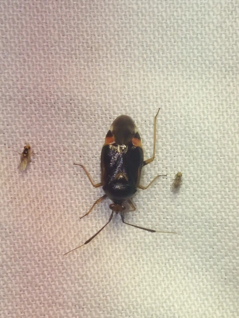 Deraeocoris ruber - vöröses mezeipoloska