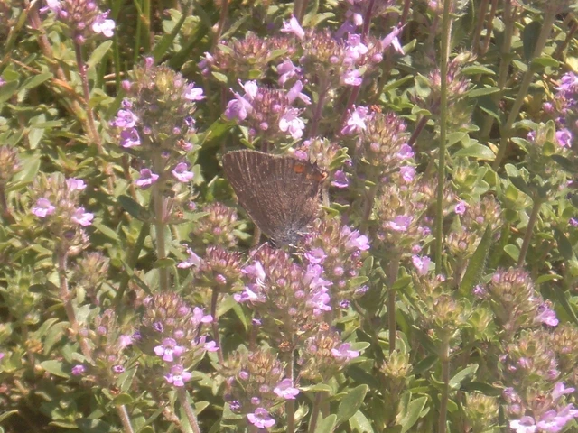 Satyrium acaciae - akác-csücsköslepke