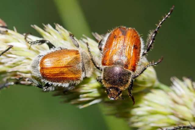 Chaetopteroplia segetum - rozsszipoly