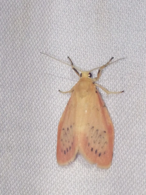 Miltochrista miniata - piros medvelepke