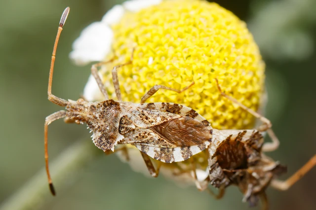 Centrocoris