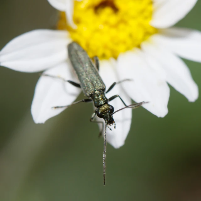Oedemera