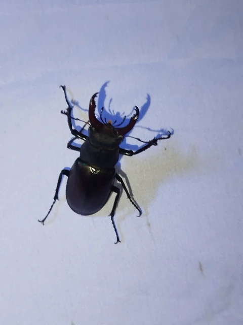 Lucanus cervus - nagy szarvasbogár