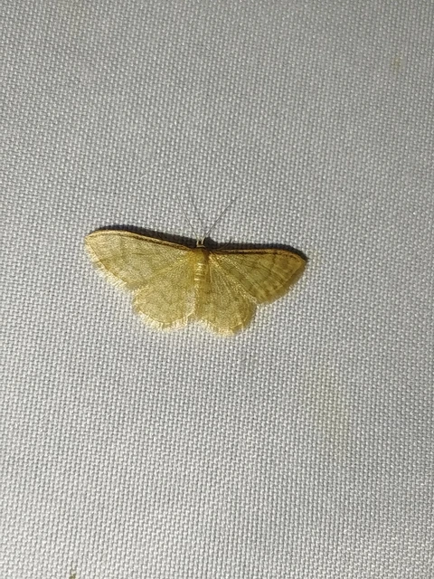 Idaea dilutaria - napvirág-apróaraszoló