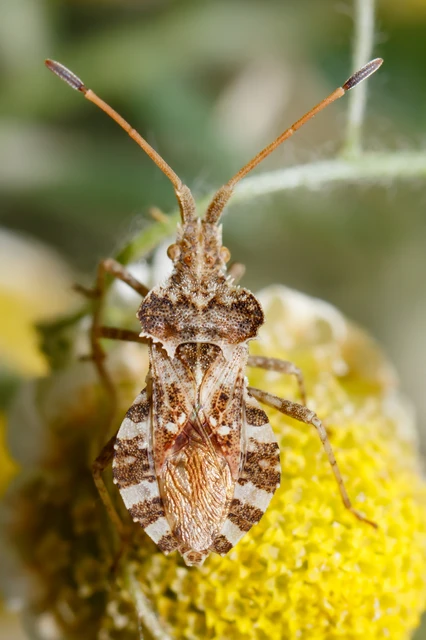 Centrocoris