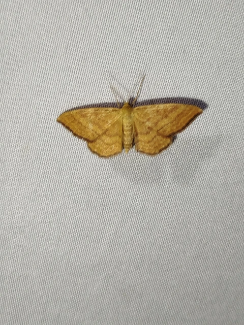 Idaea ochrata - okkerszínű sávosaraszoló