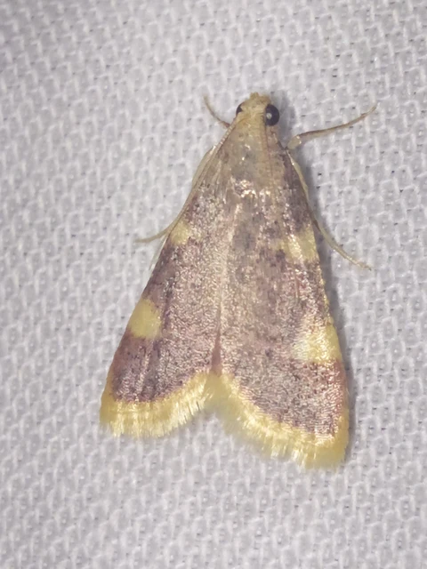 Hypsopygia costalis - szénailonca