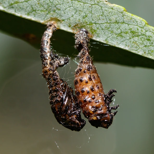 Chrysomela