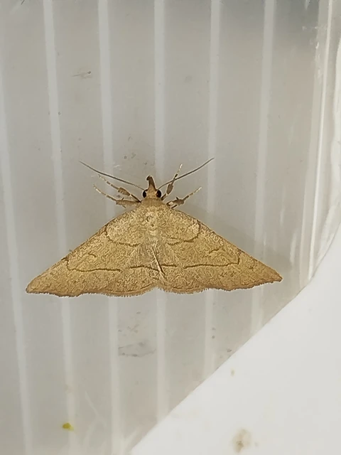 Paracolax tristalis - sárgás karcsúbagoly
