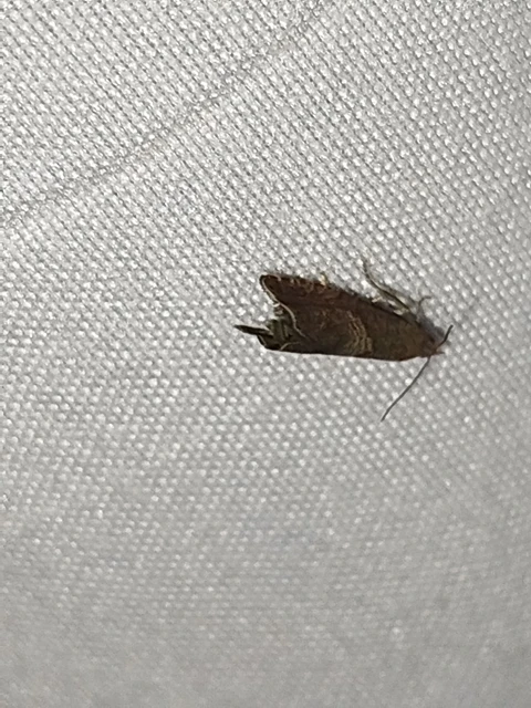 Dichrorampha acuminatana - réti gyökérfúrómoly