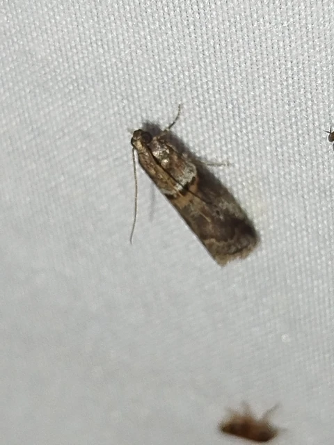 Acrobasis consociella - szalagos karcsúmoly