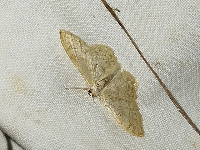 Idaea deversaria - egyszínű sávosaraszoló