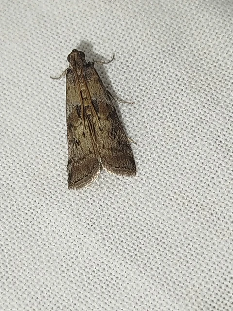 Phycita