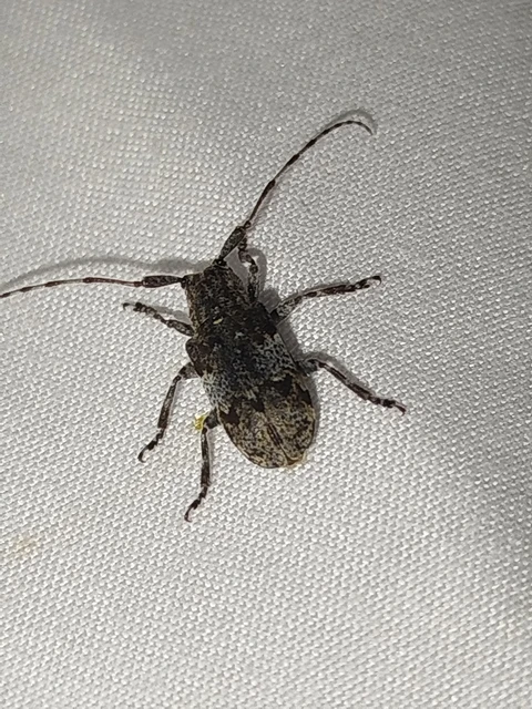 Mesosa nebulosa - ködfoltos cincér