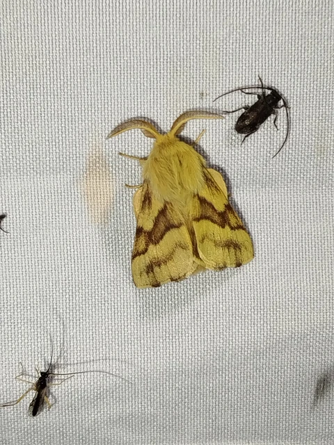 Malacosoma castrensis - kutyatejszövő
