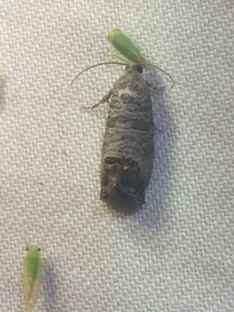 Cydia pomonella - almamoly