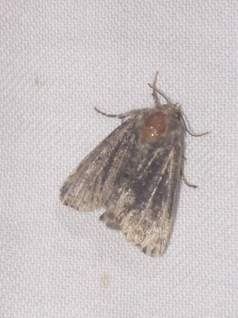 Oligia strigilis/latruncula/versicolor