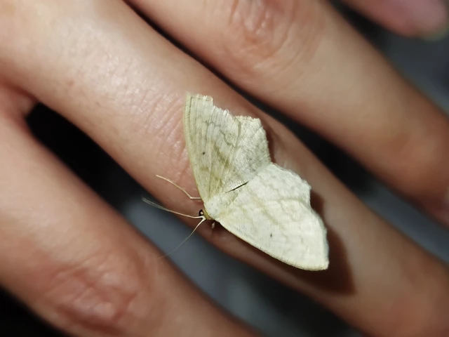 Scopula nigropunctata - feketepettyes araszoló
