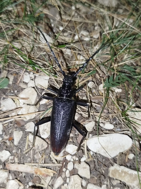 Cerambyx cerdo - nagy hőscincér