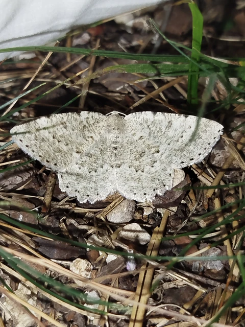 Charissa pullata - mészkőszikla-araszoló