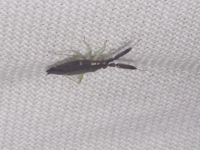 Heterotoma merioptera/planicornis