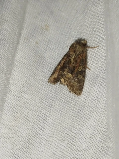 Oligia strigilis/latruncula/versicolor