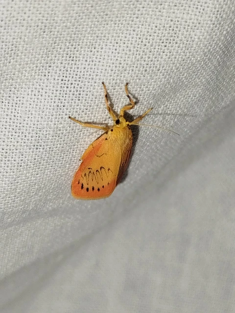 Miltochrista miniata - piros medvelepke