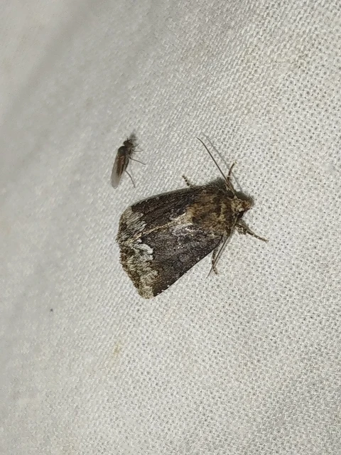 Oligia strigilis - kormos dudvabagoly