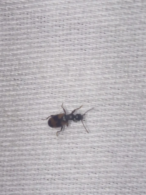 Anthicus antherinus - közönséges fürgebogár