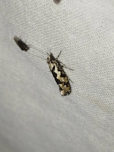 Ypsolopha sequella - ligeti tarkamoly