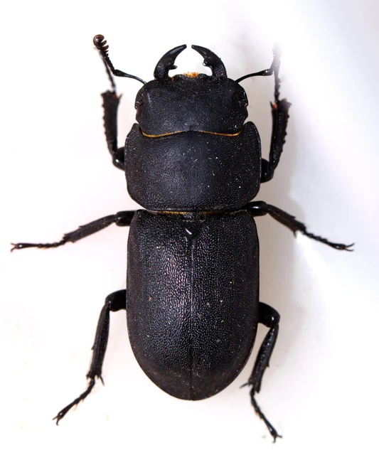 Dorcus parallelipipedus - kis szarvasbogár